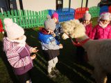 Alpaki w naszym przedszkolu, Nauczycielki z Przedszkola Gminnego w Chotomowie